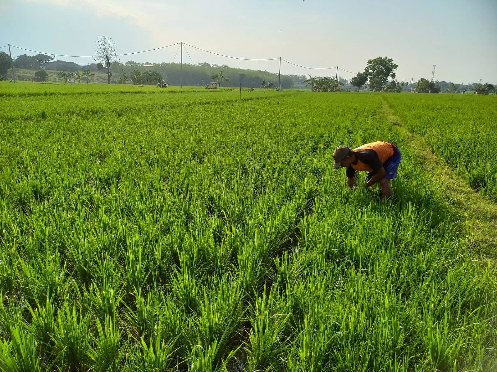 Regenerasi Petani dan Teknologi: Membangun Kesejahteraan dan Ketahanan Pangan